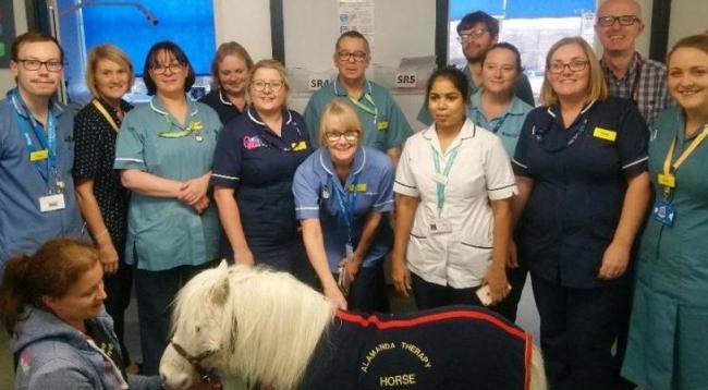 Miniature horse brings huge joy to dementia wards at Southend Hospital